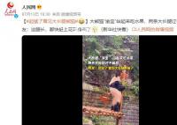 熊猫渝宝站起来吃水果 大长腿瞩目