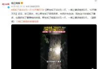 抓知了卖260元一斤10天赚万元 一晚上最多能抓5斤