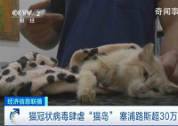 猫冠状病毒蔓延“猫岛”致死率近90%