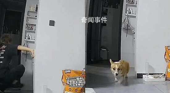 女子看监控发现男友虐狗果断分手 对方却认为是自己无脑爱狗