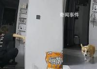 女子看监控发现男友虐狗果断分手 对方却认为是自己无脑爱狗