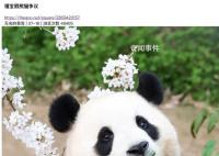 大熊猫福宝“熊设崩塌”