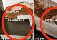 村民家中床头连续三年长鸡枞 引来了不少网友的羡慕