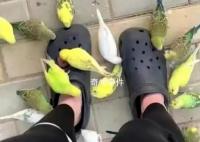 喂小鸟千万不要穿洞洞鞋 这究竟是怎么回事