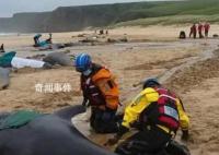 超50头鲸鱼在苏格兰海滩搁浅 只有15头还活着