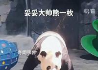 大熊猫急转刹车帅气亮相 甚至还知道站在聚光灯下