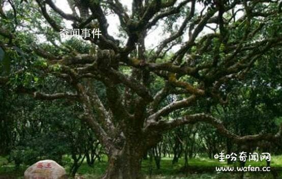 中国神话中的十大神树 十大神树木名称及图片大全
