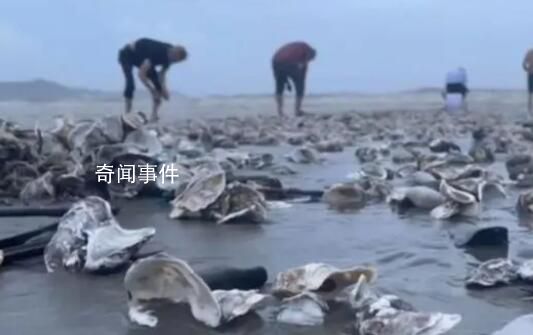 台风天深圳一海滩出现大量海鲜 深圳台风最新情况