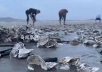 台风天深圳一海滩出现大量海鲜 深圳台风最新情况