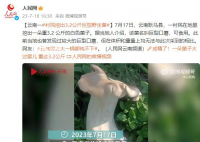 村民挖出3.2公斤巨型野生菌 该菌名叫巨型口蘑