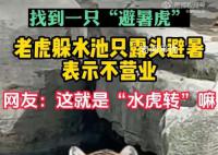 游客逛动物园发现老虎在水里避暑 网友说：把猫猫热坏了