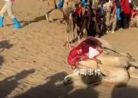 敦煌景区否认供游客骑乘的骆驼死亡 目前景区对骆驼已施行轮班制驮运游客