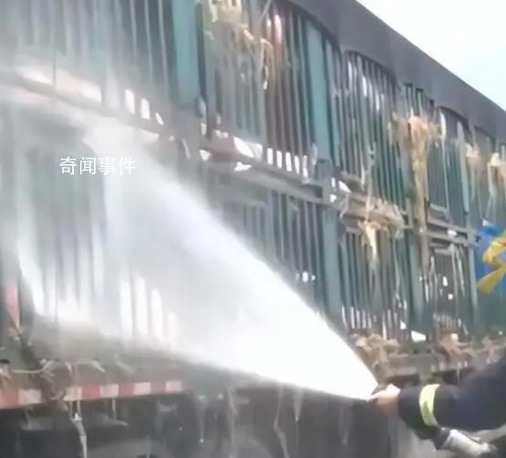 白猪中暑变粉猪119及时解救 成功保住了这群价值七八十万元的猪