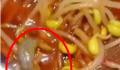 男子称在饭店毛血旺里吃出壁虎 索赔未果后闹大了