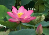 圆明园幸存的古莲开花了 为什么还能保持生命活力