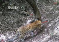 山西孝义拍到三只金钱豹同框 是孝义市第一次拍摄到野生华北豹成群活动