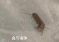 男子含着蟑螂下馆子敲诈商家被拘 让人直呼恶心