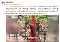 黔灵山公园猕猴被装袋挂树上 猴子若在管辖范围内将做进一步处理