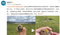 祁连山草原游客手抓鼠兔拍照 有感染传播鼠疫的风险
