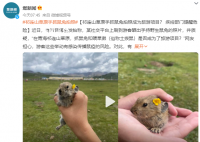 祁连山草原游客手抓鼠兔拍照 有感染传播鼠疫的风险