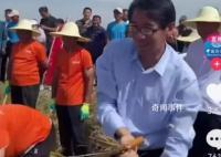 区委书记与村民比赛手工割麦子 引发众多网友点赞