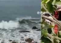 福建现10级风 有树被吹断砸到路人