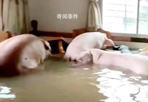 住户一楼被水淹 竟还冲来8只肥猪