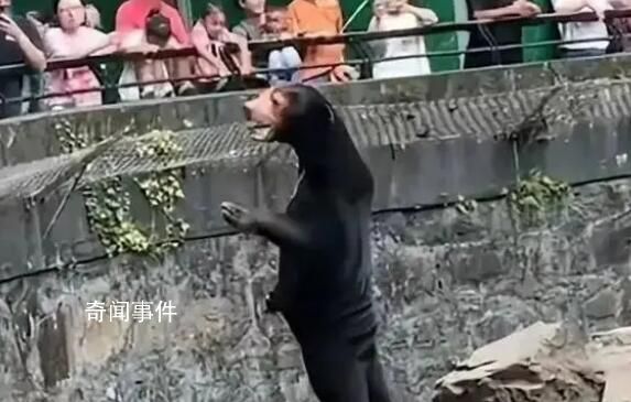 黑熊是人扮的?杭州动物园回应
