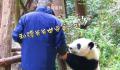 花花和谭爷爷惊喜出镜 在宣传片《新千里江山图·活力四川》中惊喜出镜