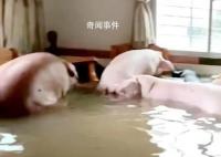 住户一楼被水淹 竟还冲来8只肥猪