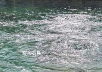 趵突泉水位一夜猛涨9厘米 趵突腾空胜景再现