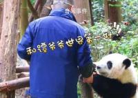 花花和谭爷爷惊喜出镜 在宣传片《新千里江山图·活力四川》中惊喜出镜