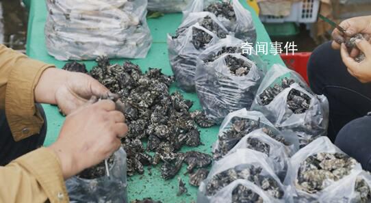 只有云南人才会给菌子过节 第十九届中国·云南野生食用菌交易会开幕