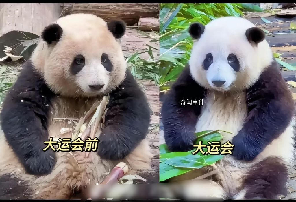 花花洗澡全国人民都知道了 网友：看到花花心里面立刻就放松了