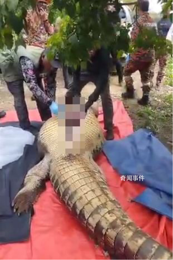 老人失踪4天在鳄鱼胃中发现遗骸 这条鳄鱼长超4米重达600公斤