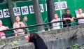 杭州动物园这只熊火了 园方提醒不要乱投喂