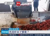 成吨死龙虾疑似被做成虾尾出售 你吃的虾尾可能是死龙虾加工的
