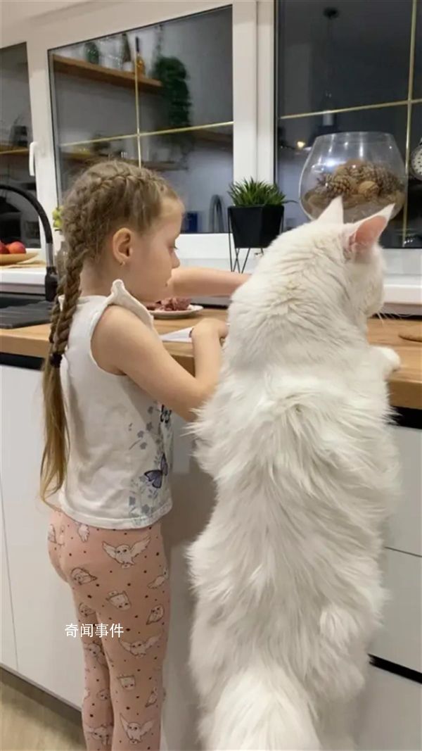 俄罗斯一只猫和4岁儿童一样高 体重超过25斤