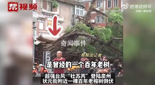 泉州百年老榕树被连根拔起 狂风骤雨给泉州带来严重影响