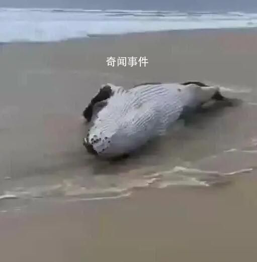 警方辟谣泉州海滩吹来鲸鱼 并非泉州本地沙滩