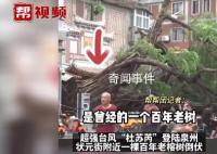泉州百年老榕树被连根拔起 狂风骤雨给泉州带来严重影响