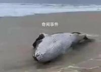 警方辟谣泉州海滩吹来鲸鱼 并非泉州本地沙滩