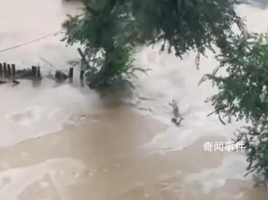 黑龙江尚志市暴雨:牲畜困在屋顶