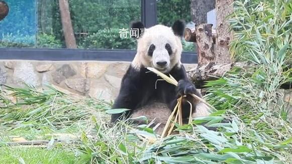 丫丫干饭名场面 肉眼可见的变圆润变漂亮了