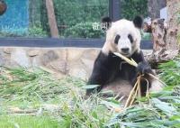 丫丫干饭名场面 肉眼可见的变圆润变漂亮了