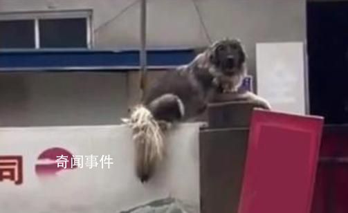 大狗洪水中仍看家 救援人员无法靠近