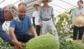 杭州种出78斤大西瓜破全省纪录 引来大量公众吃瓜