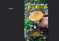 男子采菌子被截胡 狗 你不踩我踩了