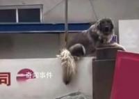 大狗洪水中仍看家 救援人员无法靠近