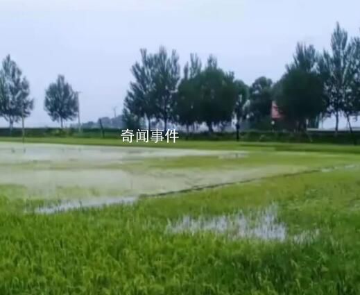 五常稻田被淹米农忧心水稻受影响 ‍‍有些稻田已经完全被水覆盖